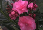 Oleander pachnący na prezent