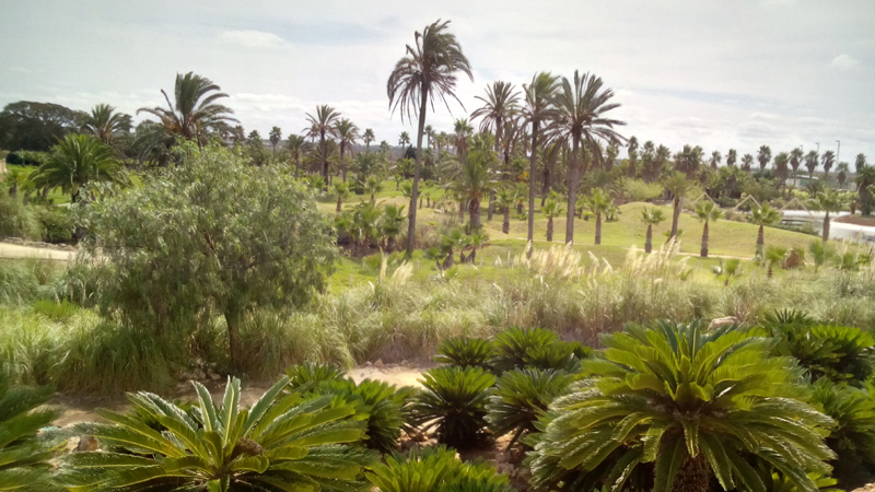 Majorka Botanicactus