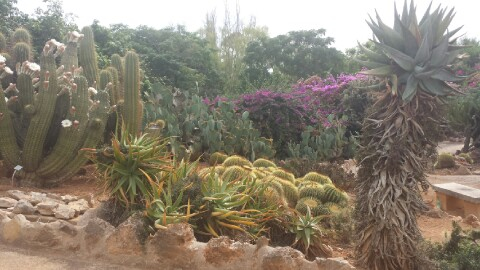 Majorka Botanicactus